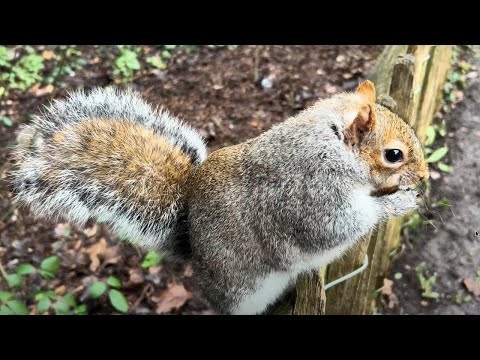 Squirrels Playing On A Cold Day! #squirrel #eichhörnchen #ecureuil 🐿  ❤️ 🥰
