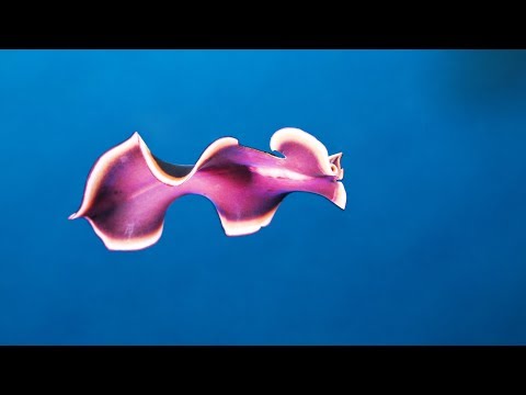 download lagu mp3 mp4 Limace De Mer Noire, download lagu Limace De Mer Noire gratis, unduh video klip Limace De Mer Noire