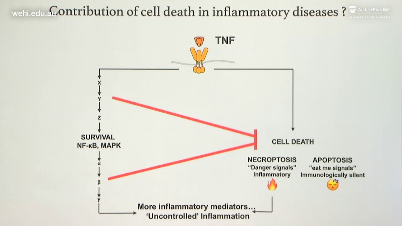 Lalaoui N (2020): Pathologic role of RIPK1: moving beyond necroptosis