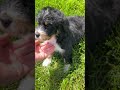 Mini Bernedoodle dogs for sale: Jasper - Video 1