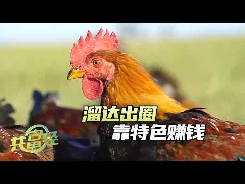 不跟风不内卷，一个养好斗溜达鸡一个养冷门肉驴，返乡青年用\别人不干的\闯出了真金白银《共富经》 20260530 | 农业致富经 Agriculture And Farming