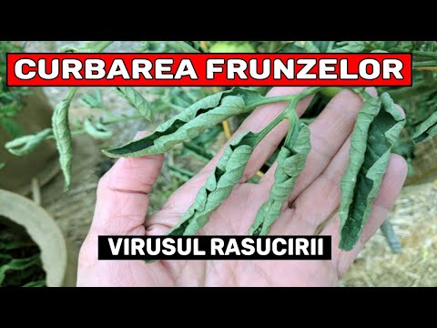, title : 'Curbarea Frunzelor La Rosii / Tomate – Ce Incearca Plantele Sa Iti Transmita? (Virusul Rasucirii)'