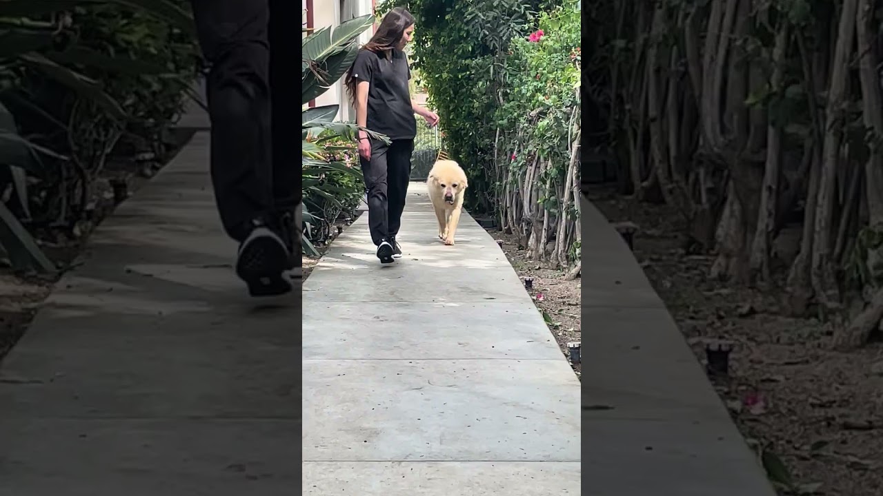 Enlarge Teddy, a ADOPTABLE Golden Retriever in Los Angeles, CA video 3/5
