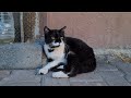 Very Cute Homeless Tuxedo Cat