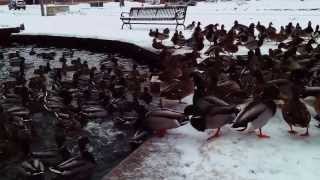 preview picture of video 'The Montana State University Duck Pond (Bozeman, Montana) - 1.4.2014'