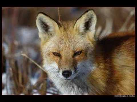 Manfred Mann - Fox on the run