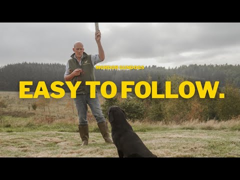 Gundog Training: Teaching DIRECTIONS