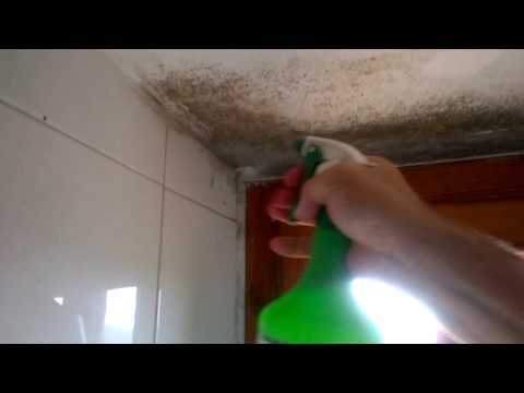 Muffa, Ecco Come Rimuoverla Senza Usare Candeggina o Ammoniaca o Altre Sostanze Tossiche