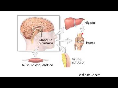 Hipófisis o pituitaria