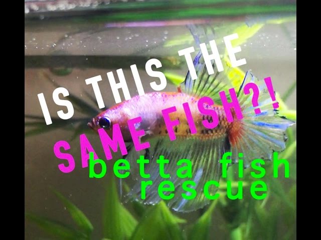 One betta fish's incredible recovery! Willy the rescue betta.