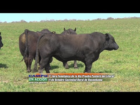 Angus - 3° Jura Fenotípica de la 4ta Prueba Pastoril del Litoral - Martin Sieber