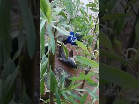 bagre enredado, bauke río Tarija #fishing #pesca #lineadepesca #fish #carretesdepesca