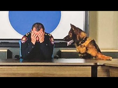 La preuve que votre chien fait partie de l'espèce humaine !