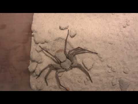 Sechsaugen Krabbenspinne (Sicarius Terrosus)