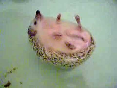 Puppies and Flowers : Swimming African hedgehog