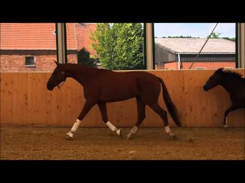 Findus 3j Wallach v First Selection x Feuerfunke xx