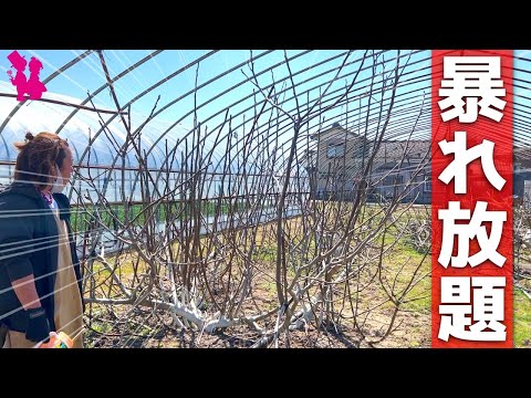 背が高すぎるイチジクの木を剪定するにはどうすればよいですか？簡単なヒントに従ってください。  庭園