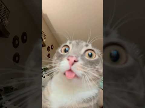 Rigby is CORRUPT 🙀