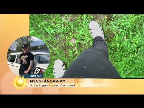 Allt om myggfångar-VM i Övertorneå - Nyhetsmorgon (TV4)