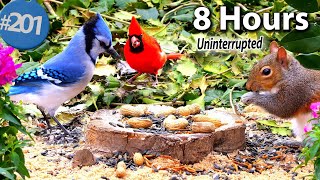 TV for Cats 😻 8 Hours of Birds 🐦 Squirrels 🐿 Uninterrupted Cat TV Tree Stump Holly Leaves @LensMyth