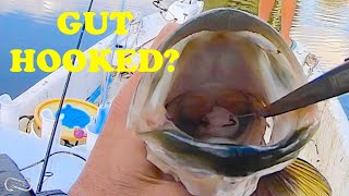 GUT HOOKED? HOW TO REMOVE HOOK WITHOUT KILLING FISH