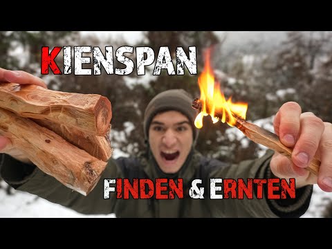 Recognizing, finding, and collecting the best kindling chips | Firemaking Tips & Tricks Bushcraft...