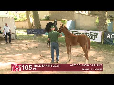 Sprinter Sacré Show 2021 : Lot 105 - N.21 Alisarine