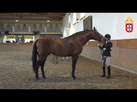 220128 17 Ipiranga - Aprovação de Garanhões