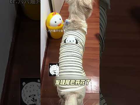 金毛：你的聚酯纤维衣服电到我了你尔多隆了吗！！#狗狗的心思都写在脸上了 #万万没想到 #搞笑