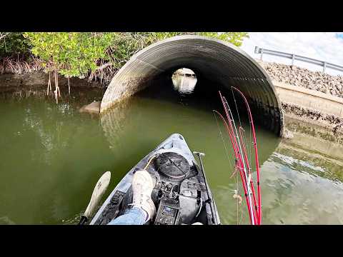 Backyard Canals Loaded With Fish in Deadly Cold + Stunning Underwater Look!