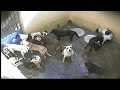 Dogs Killed in Cruel Ways in Mauritius