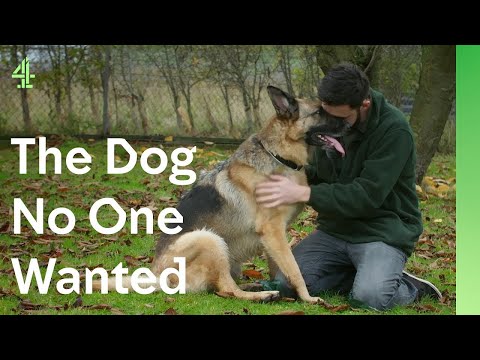 The Dog No One Wanted | The Dog House 🐶