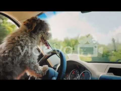 funny dog,funny dogs,funny videos,funny animals,funny video,funny cat,funny animal video 2022 🐕🐕🐕