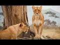 LION PRIDE 2021 - Predators Playground Documentary | Wild Planet HD