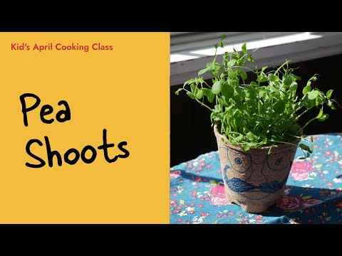 Grow-Your-Own Pea Shoots | April Kid's Cooking Class