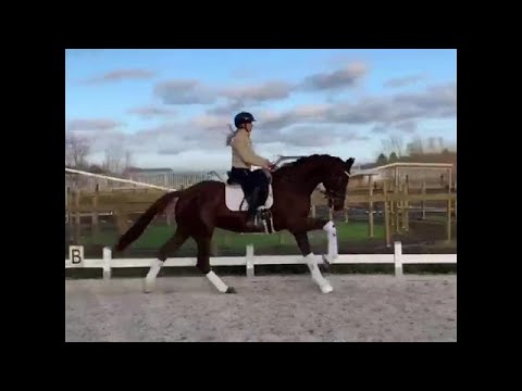 2018 Wallach von / gelding by BENICIO www.sporthorses-online.com