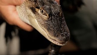 9 Cool Facts about Alligators | Pet Reptiles