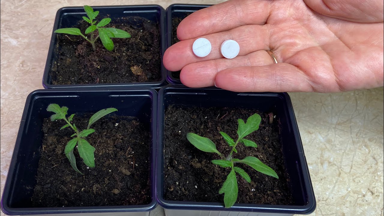Всего две таблетки на один литр воды для рассады томатов для мощных корней