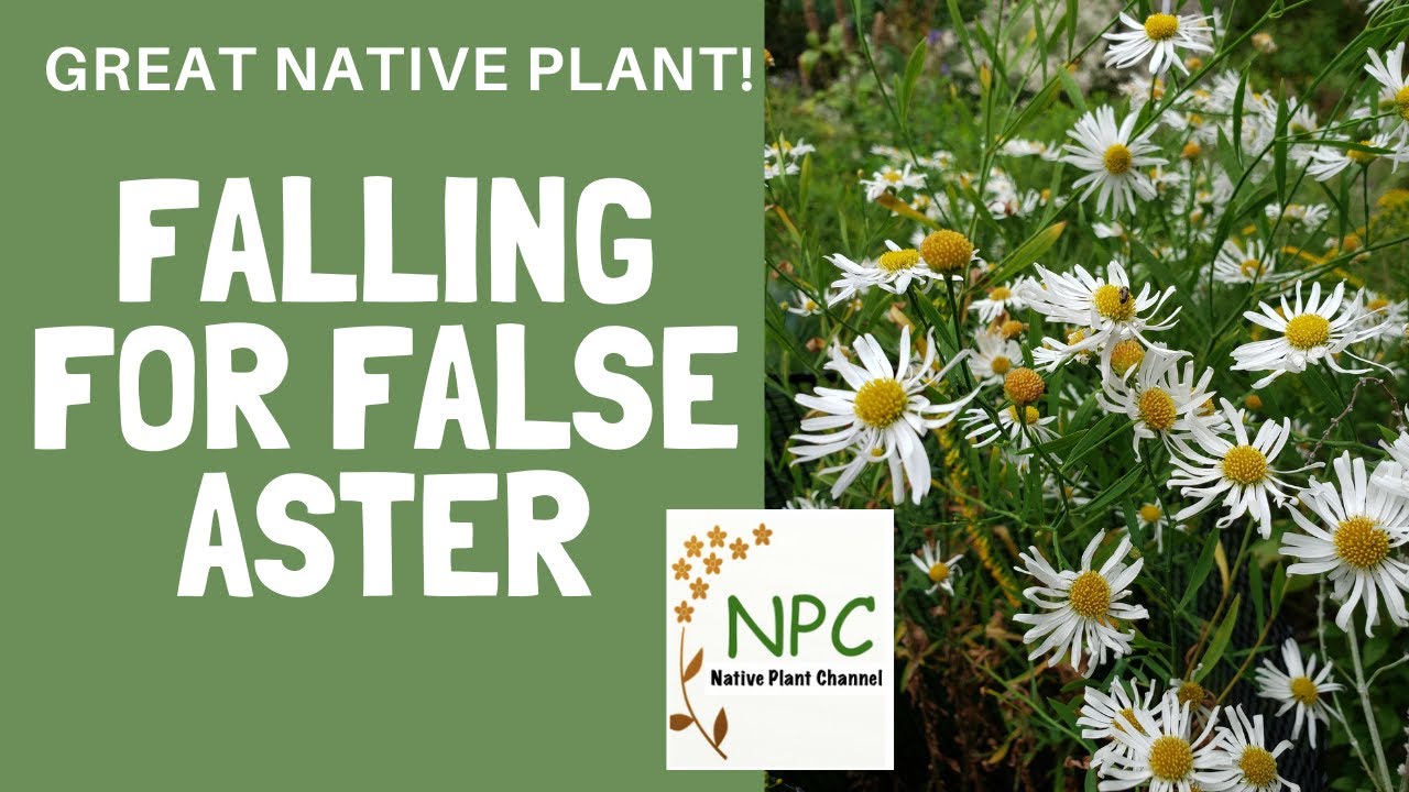 False Aster (Boltonia) - a great fall-blooming native plant! - YouTube