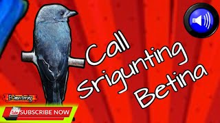 Download lagu Suara Panggilan Srigunting Abu' Betina‼️Mantap U/ Dongkrak Birahi &Pancingan Ampuh Srigunting Mandek mp3 Download lagu Suara Panggilan Srigunting Abu' Betina‼️Mantap U/ Dongkrak Birahi &Pancingan Ampuh Srigunting Mandek mp3