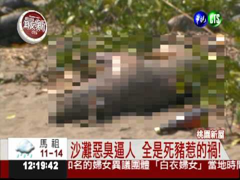 死豬堆滿出海口 惡臭"生人勿近"!