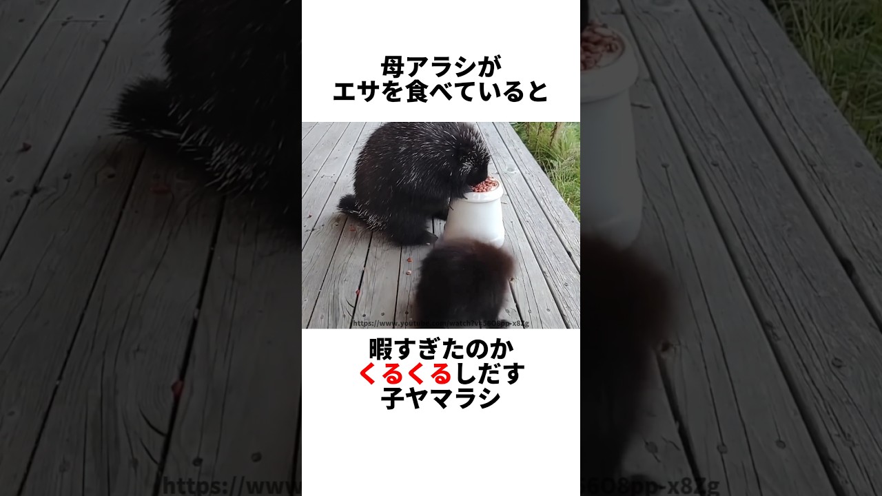 ヤマアラシ親子の日常がほのぼのすぎた