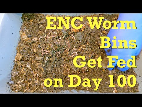 100 day old Euro nightcrawler bins fed after 8 days - vermicompost