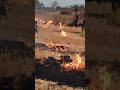 Ladhre Tu Baliraja Song