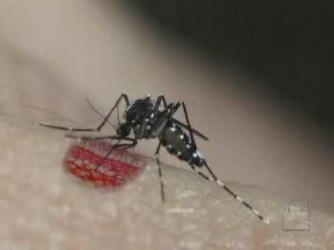 Aedes aegypti and Aedes albopictus - A Threat in the Tropics - PART 1