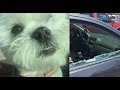 SOCIOPATH LADY LEFT HER DOG IN BOILING HOT CAR WHILE SHE'S EATING IN&OUT BURGERS!