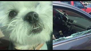 SOCIOPATH LADY LEFT HER DOG IN BOILING HOT CAR WHILE SHE&#39;S EATING IN&amp;OUT BURGERS!