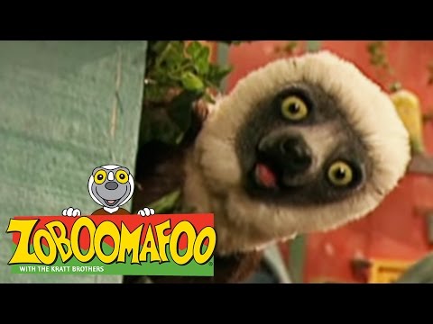 🐒 Zoboomafoo 🐒 113 | Puppies - Full Episode | Kids TV Shows