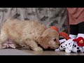 Cavapoo dogs for sale: Vivian - Video 1