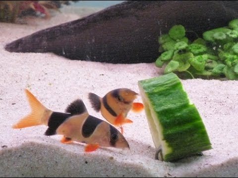 download lagu mp3 mp4 Can Tropical Fish Eat Cucumber, download lagu Can Tropical Fish Eat Cucumber gratis, unduh video klip Can Tropical Fish Eat Cucumber